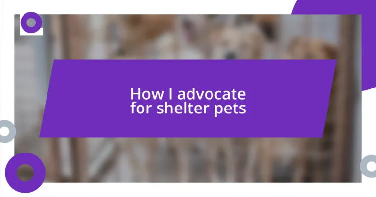 How I advocate for shelter pets